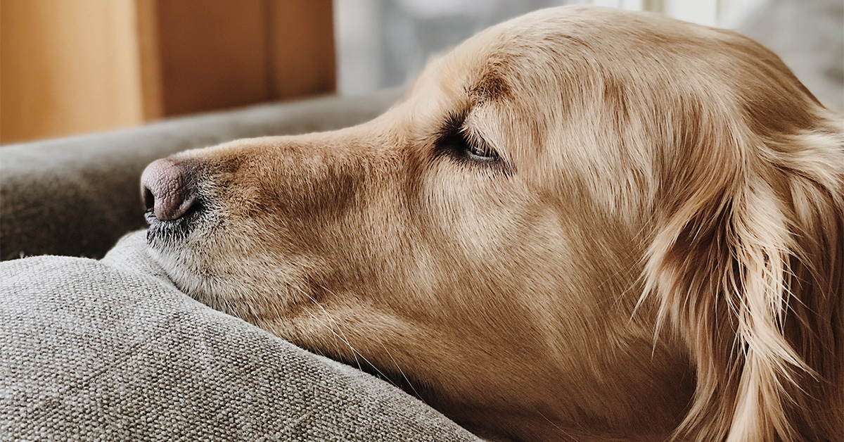 5 Tips For Dealing With Your Dog’s Separation Anxiety When You’re Away