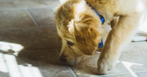 Is your dog tuned out? Here’s a fix!