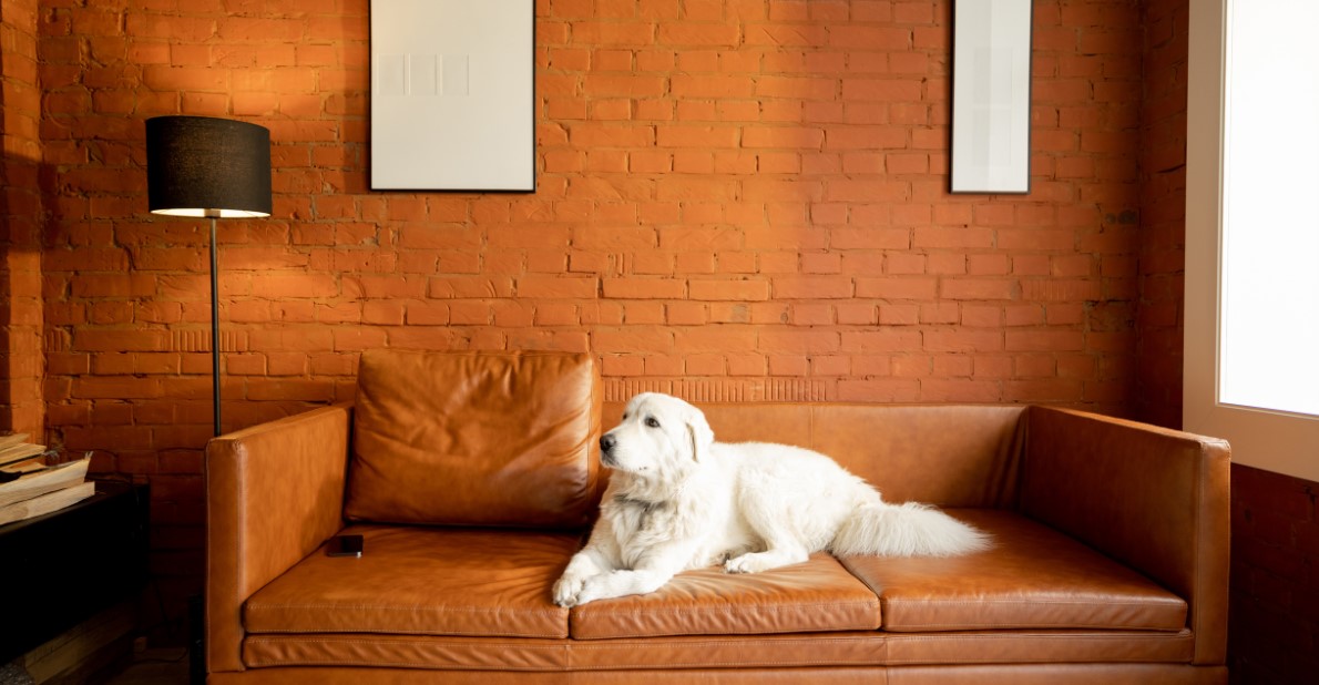 Dog-Friendly Home Design: Ideas and Hacks for Creating a Pet-Friendly Living Space