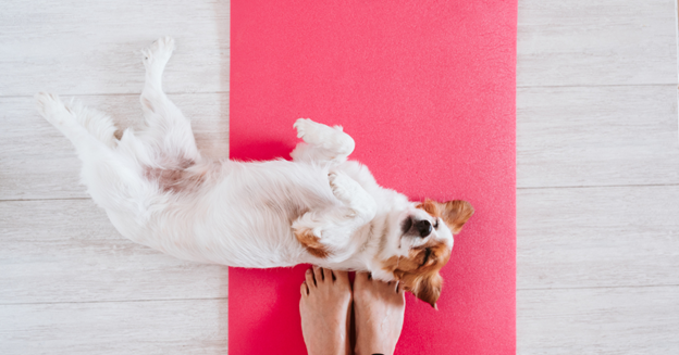 Doga Doggy Yoga : The Ultimate Way to Bond with Your Four-Legged Friend