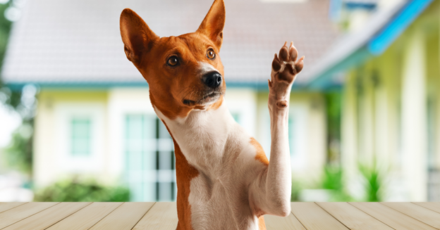 Polite Paws: A Guide to Teaching Your Dog Not to Jump on People