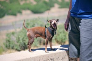 Why Dogs Matter: The Incredible Role of Canines in Human Life