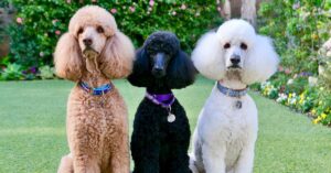 The Hidden Link Between Clean Yards and Happier Pets