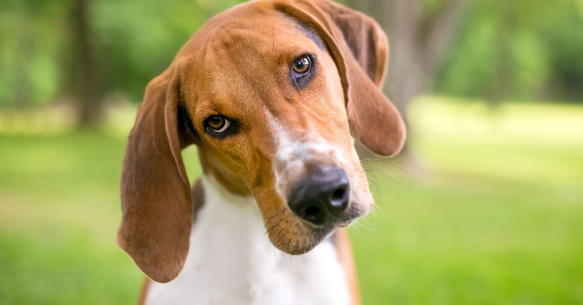 Why Do Dogs Tilt Their Heads When You Talk?